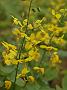 Epimedium Frohnleiten